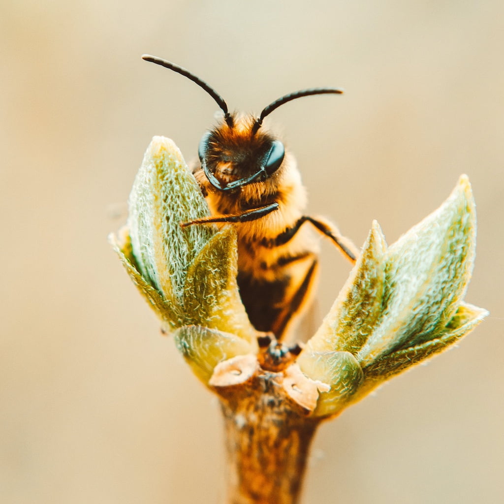 Photo d'abeille qui pollinise une fleur 