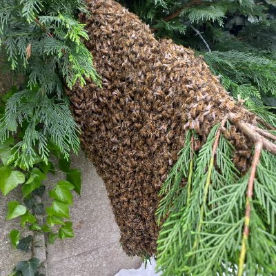 Les abeilles : de l’essaimage à la pollinisation
