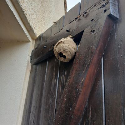 Nid de frelon asiatique sur Béziers