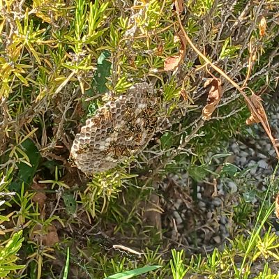 Nid de guêpes polistes dans buissons à Béziers