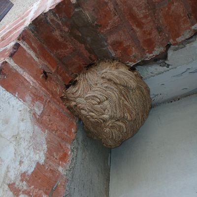 Nid de frelon asiatique sur Béziers