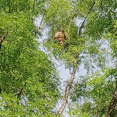 Nid de frelon asiatique en hauteur à Béziers