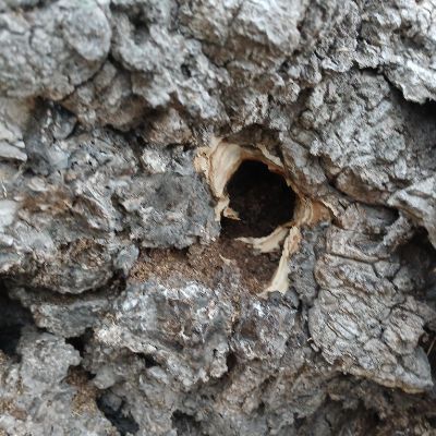 Nid de frelons européens dans un creux d'arbre à Béziers